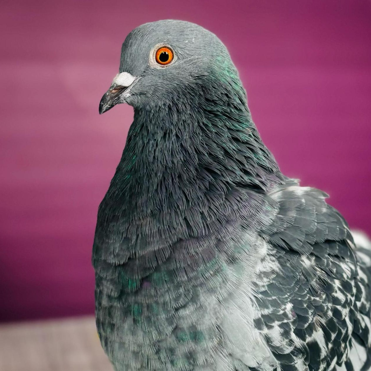Enlarge Touhy Too, a Adoptable Pigeon in Chicago, IL image 2/4
