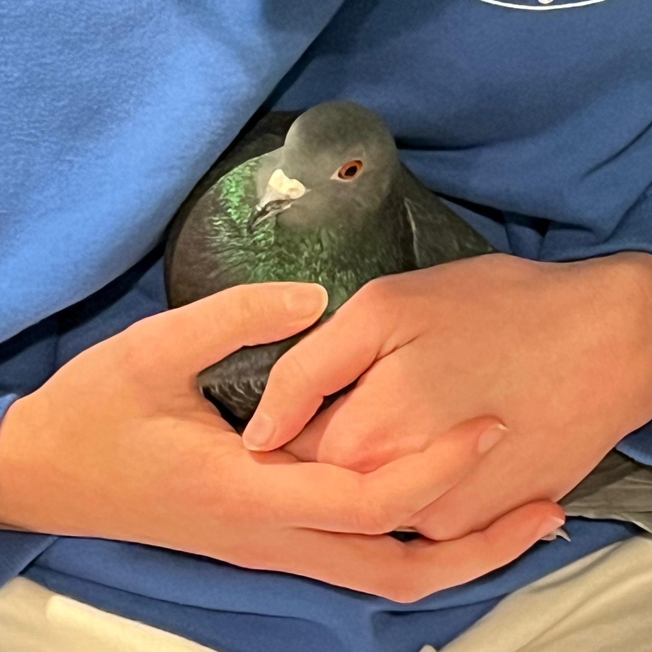 Touhy Too, Adoptable, Adult Male Pigeon.