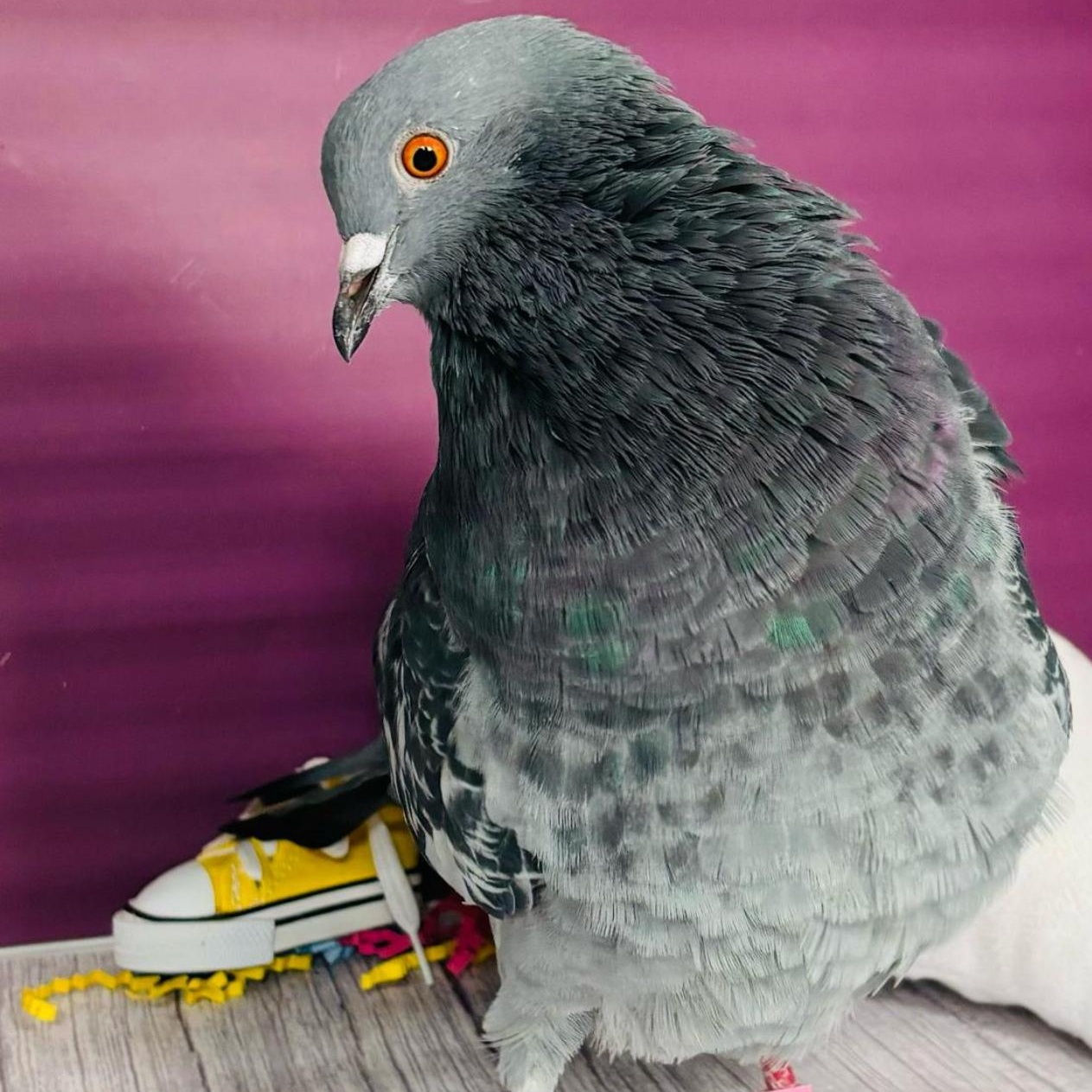 Enlarge Touhy Too, a Adoptable Pigeon in Chicago, IL image 3/4