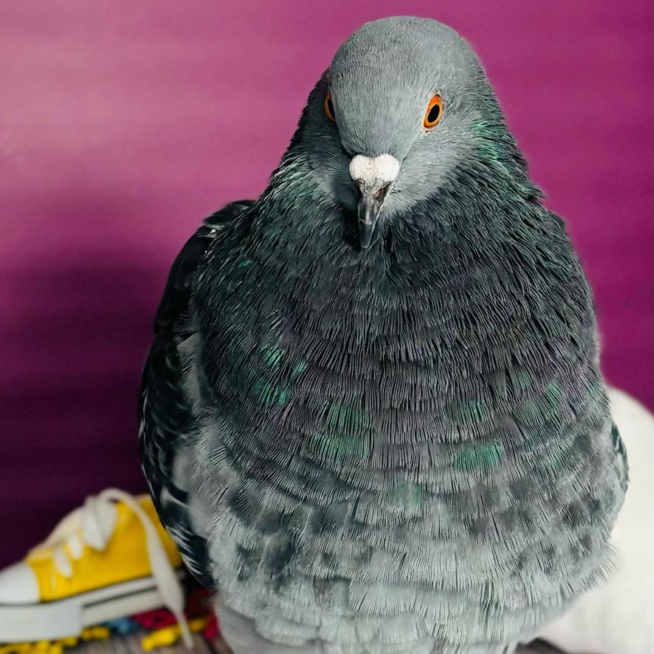 Enlarge Touhy Too, a Adoptable Pigeon in Chicago, IL image 4/4