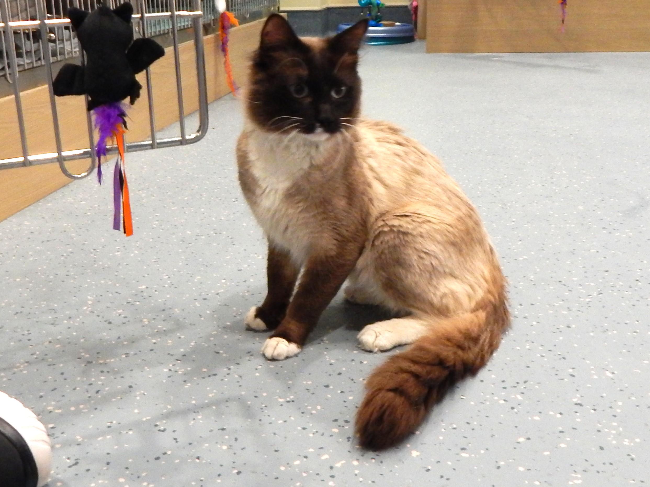 Shadow, ADOPTABLE, Young Male Siamese.
