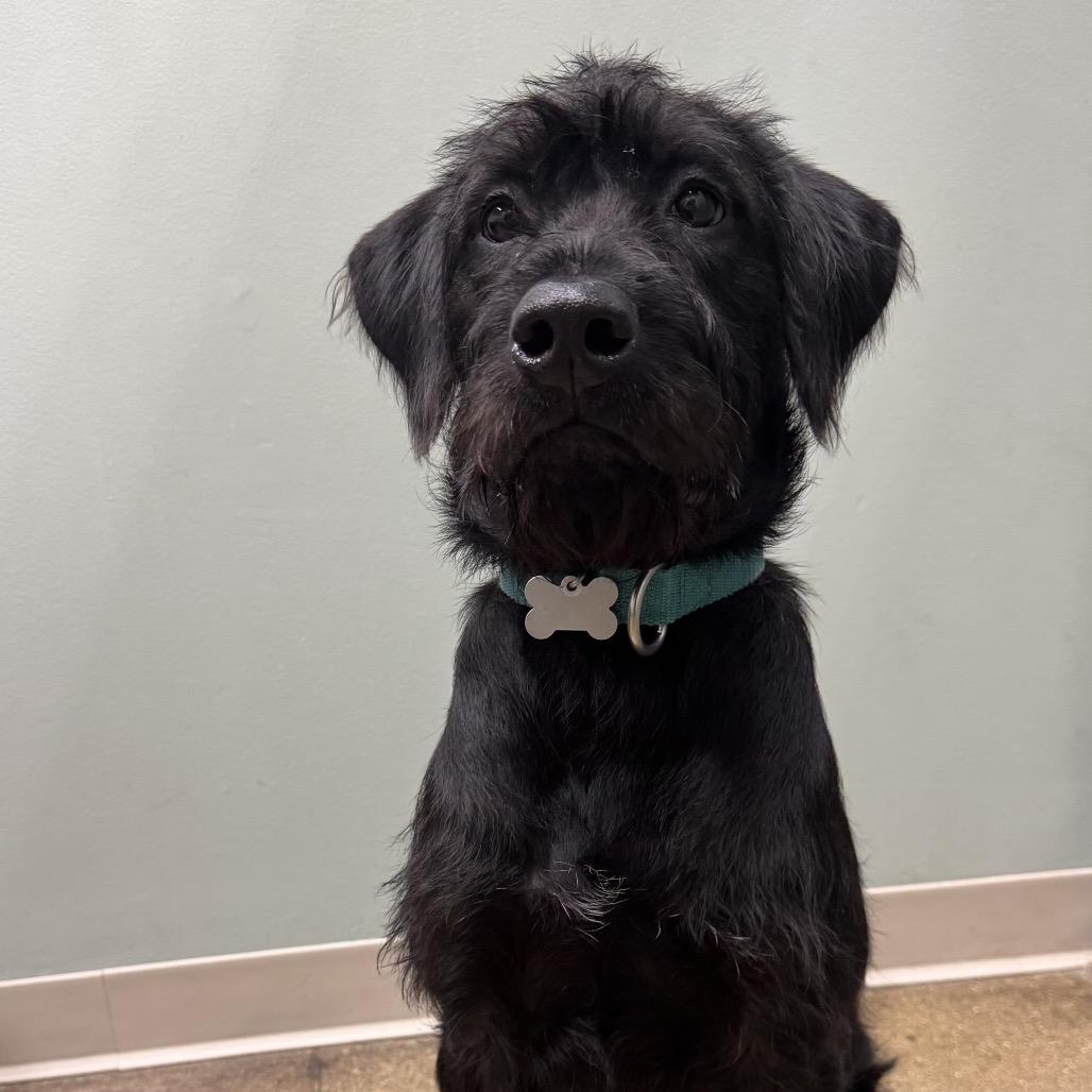 Murphy, a Adoptable Mixed Breed in Skokie, IL image 2/5
