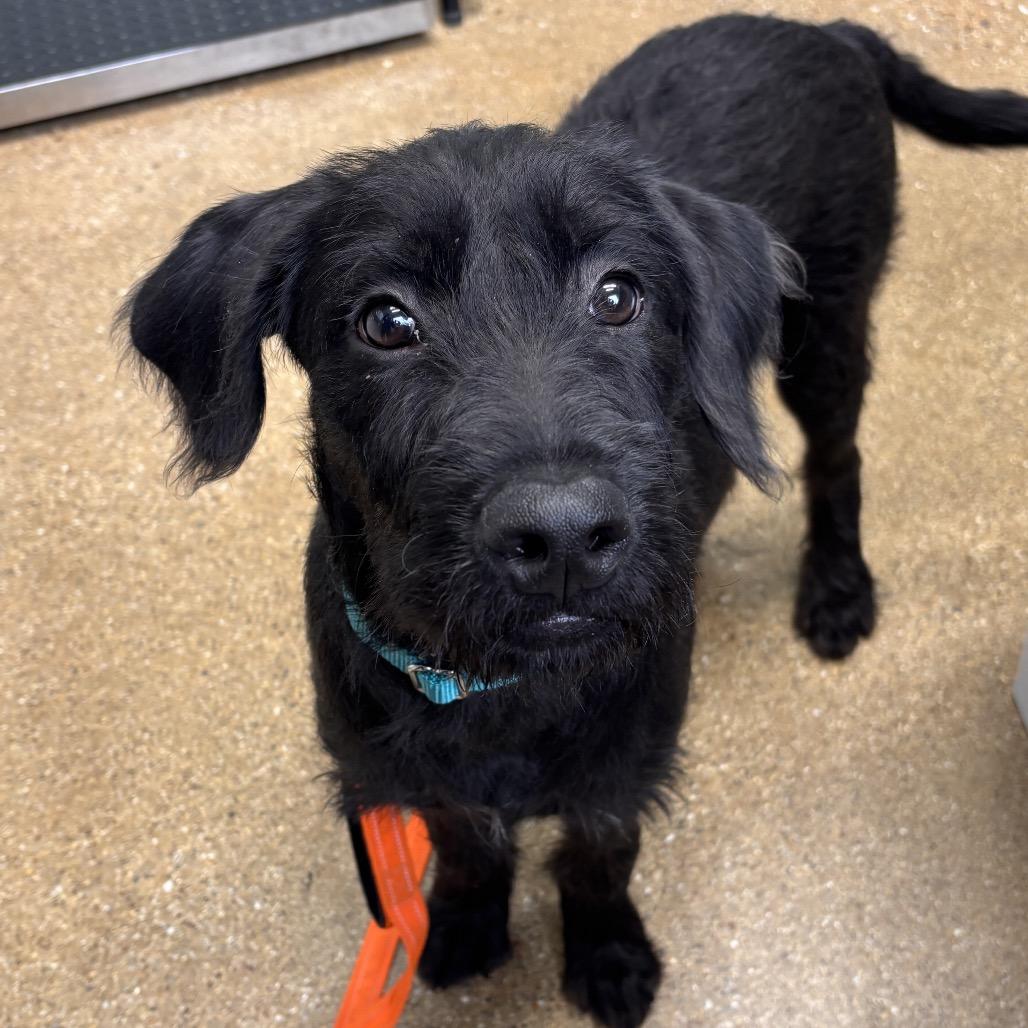 Murphy, Adoptable, Young Male Mixed Breed.