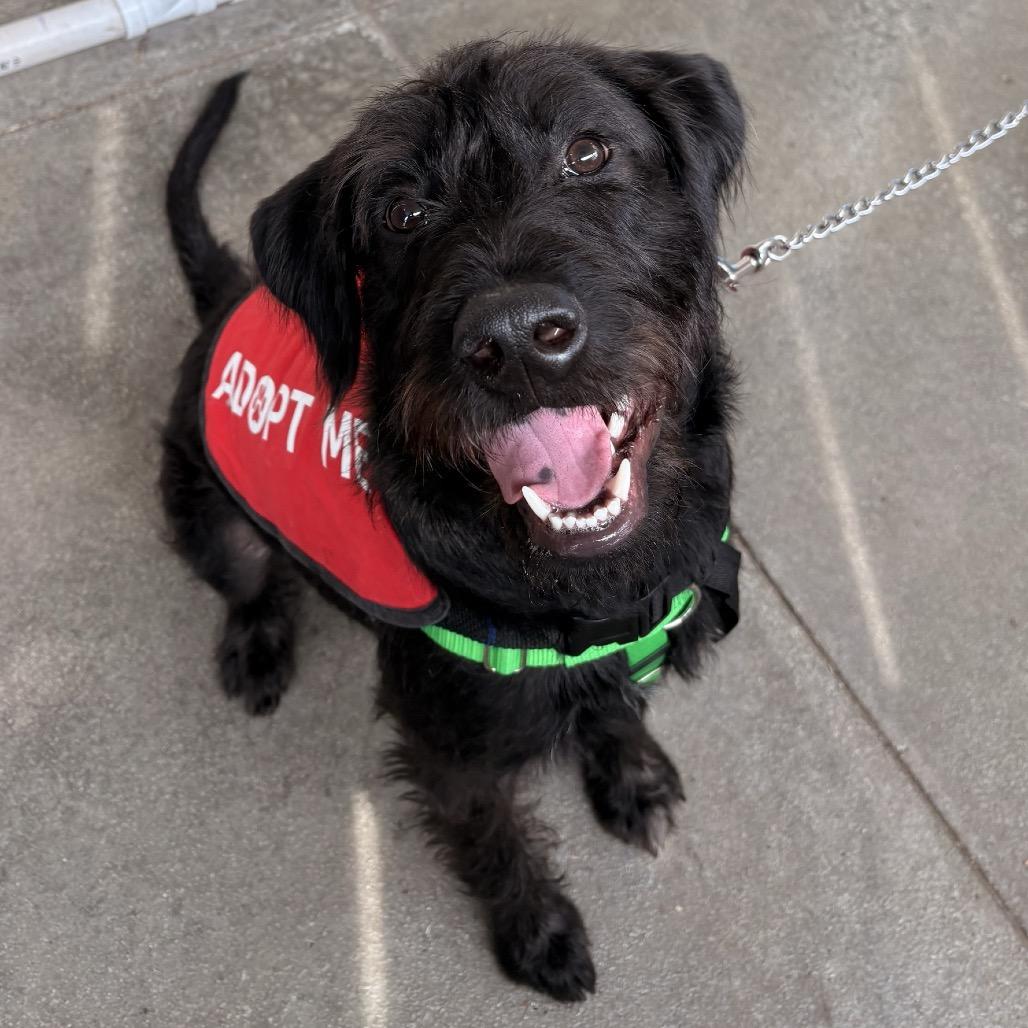 Murphy, a Adoptable Mixed Breed in Skokie, IL image 4/5