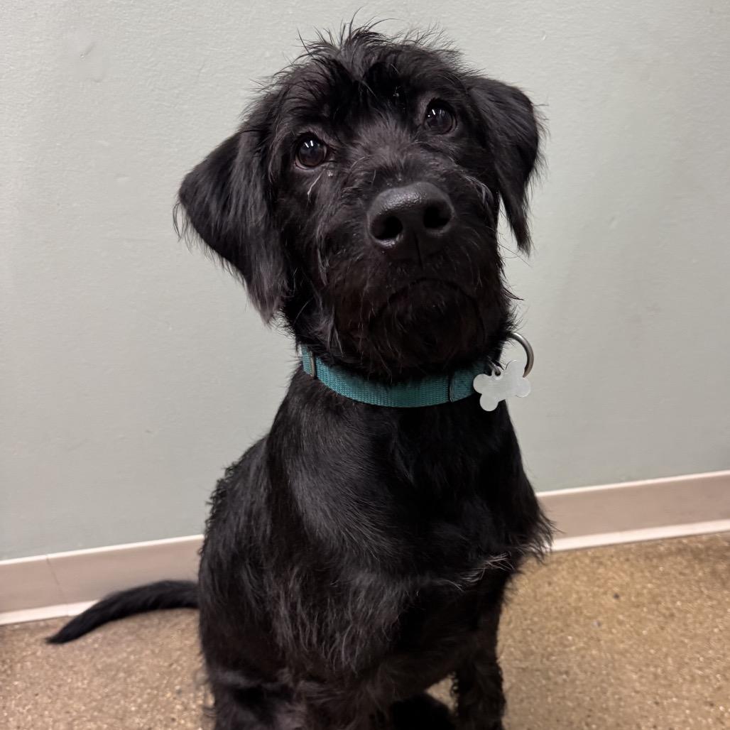 Murphy, a Adoptable Mixed Breed in Skokie, IL image 5/5