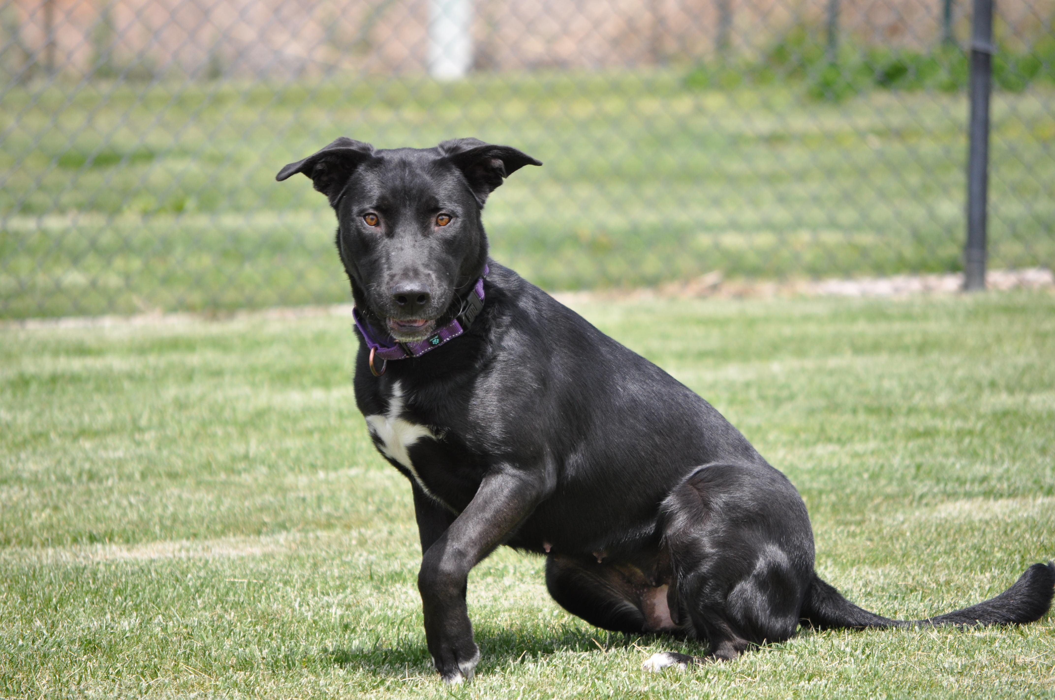 Luna, a ADOPTABLE mixed breed in Union Gap, WA image 5/6