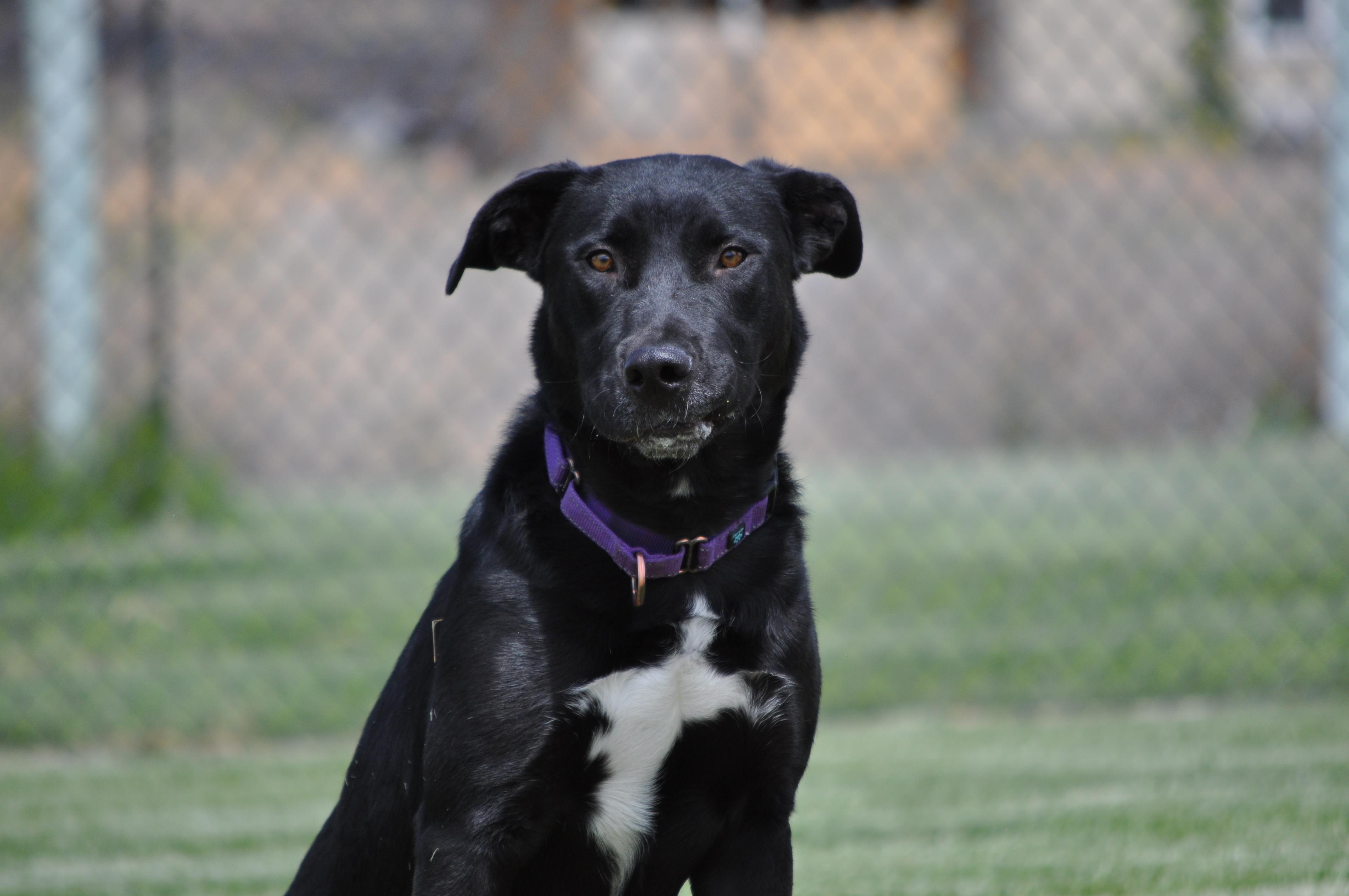 Luna, a ADOPTABLE mixed breed in Union Gap, WA image 6/6