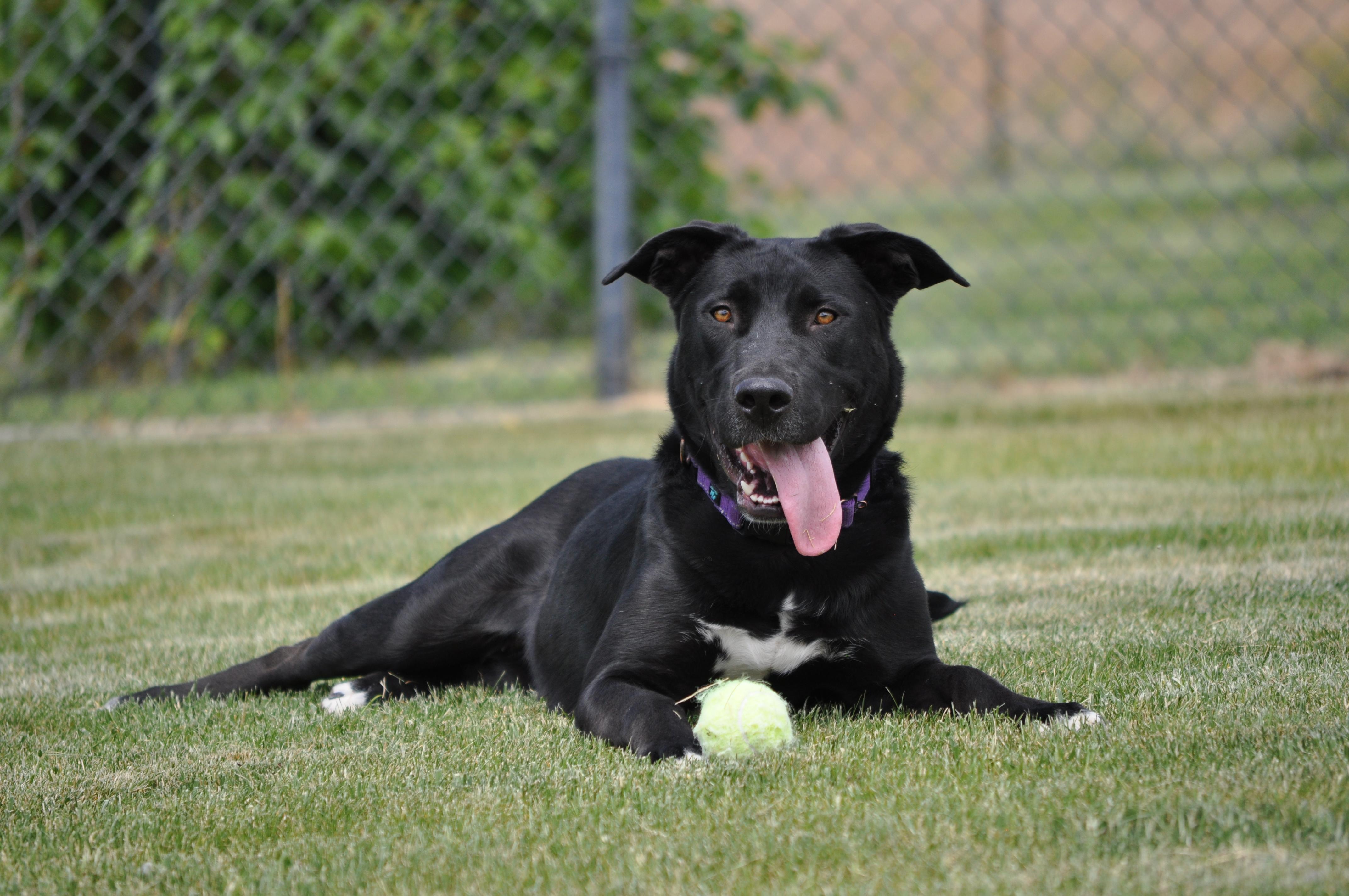 Luna, ADOPTABLE, Adult Female Labrador Retriever.