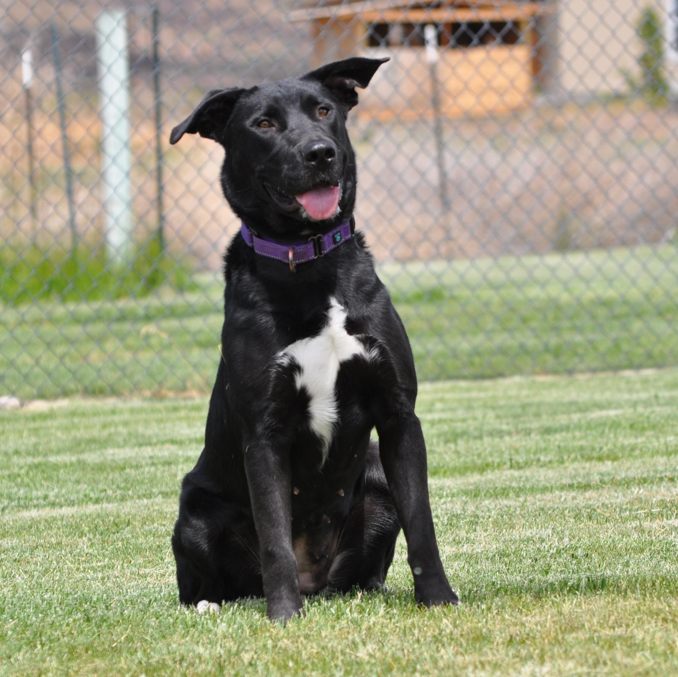 Luna, a ADOPTABLE mixed breed in Union Gap, WA image 1/6