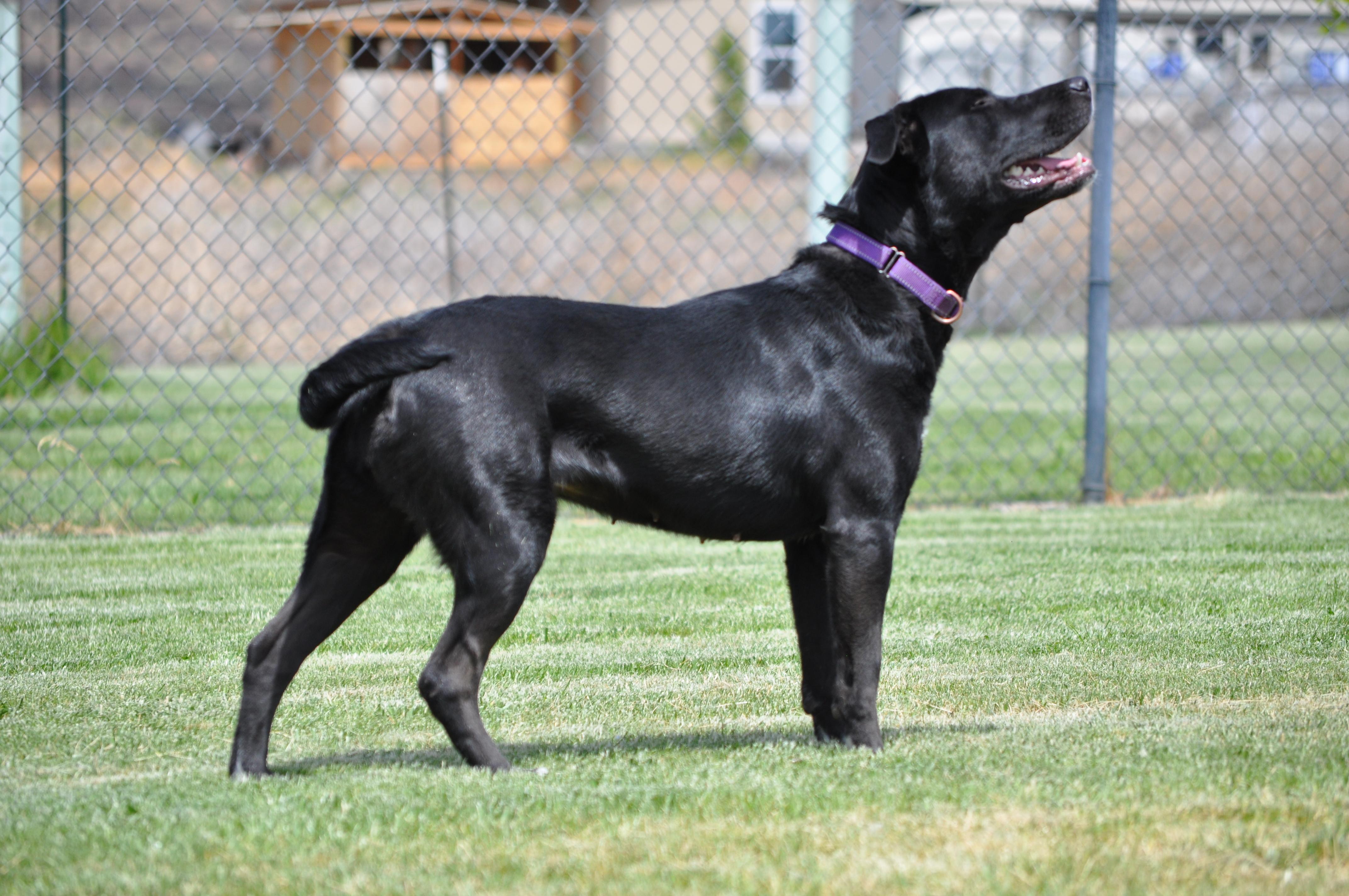 Luna, a ADOPTABLE mixed breed in Union Gap, WA image 2/6