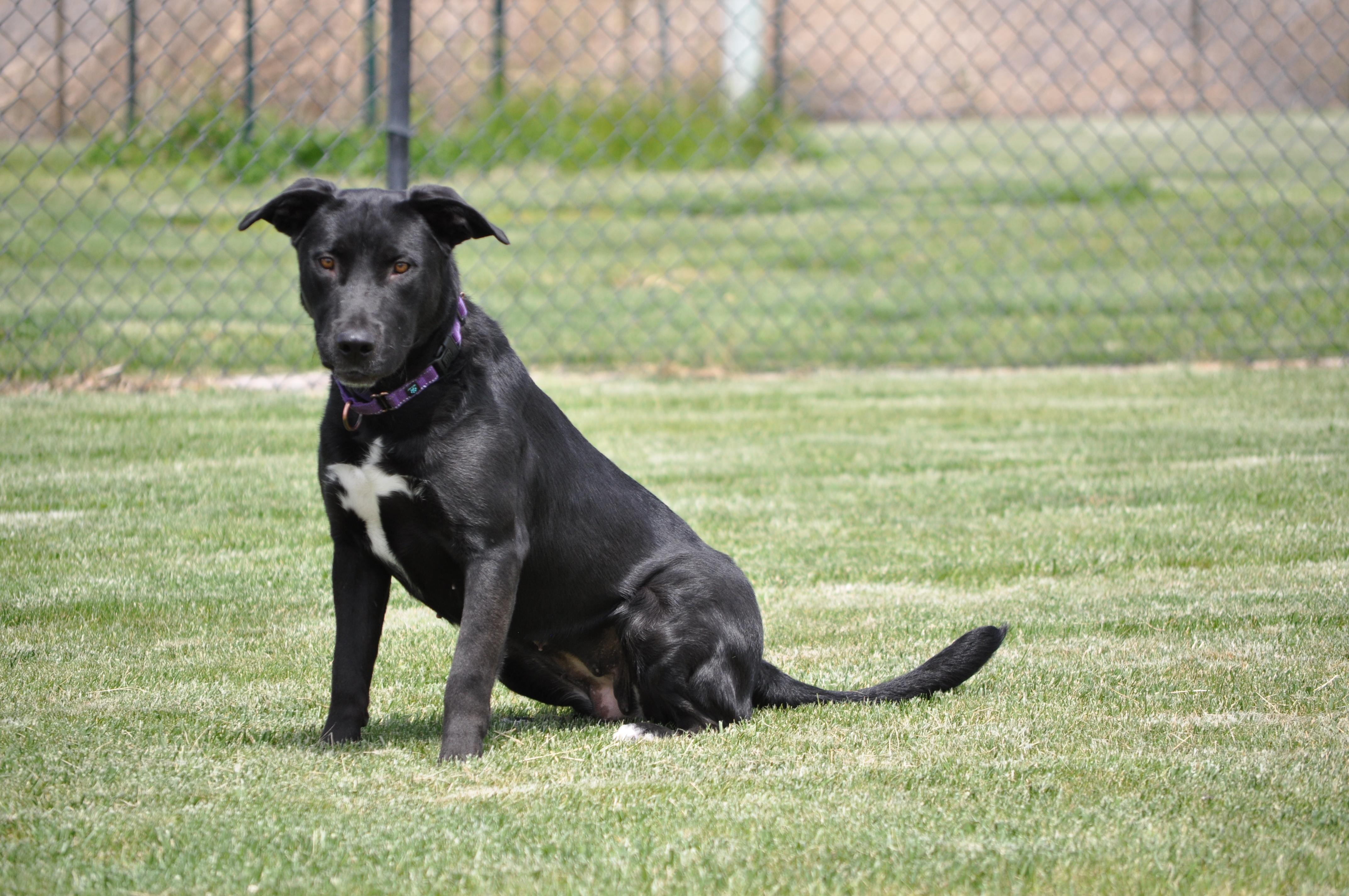 Luna, a ADOPTABLE mixed breed in Union Gap, WA image 3/6