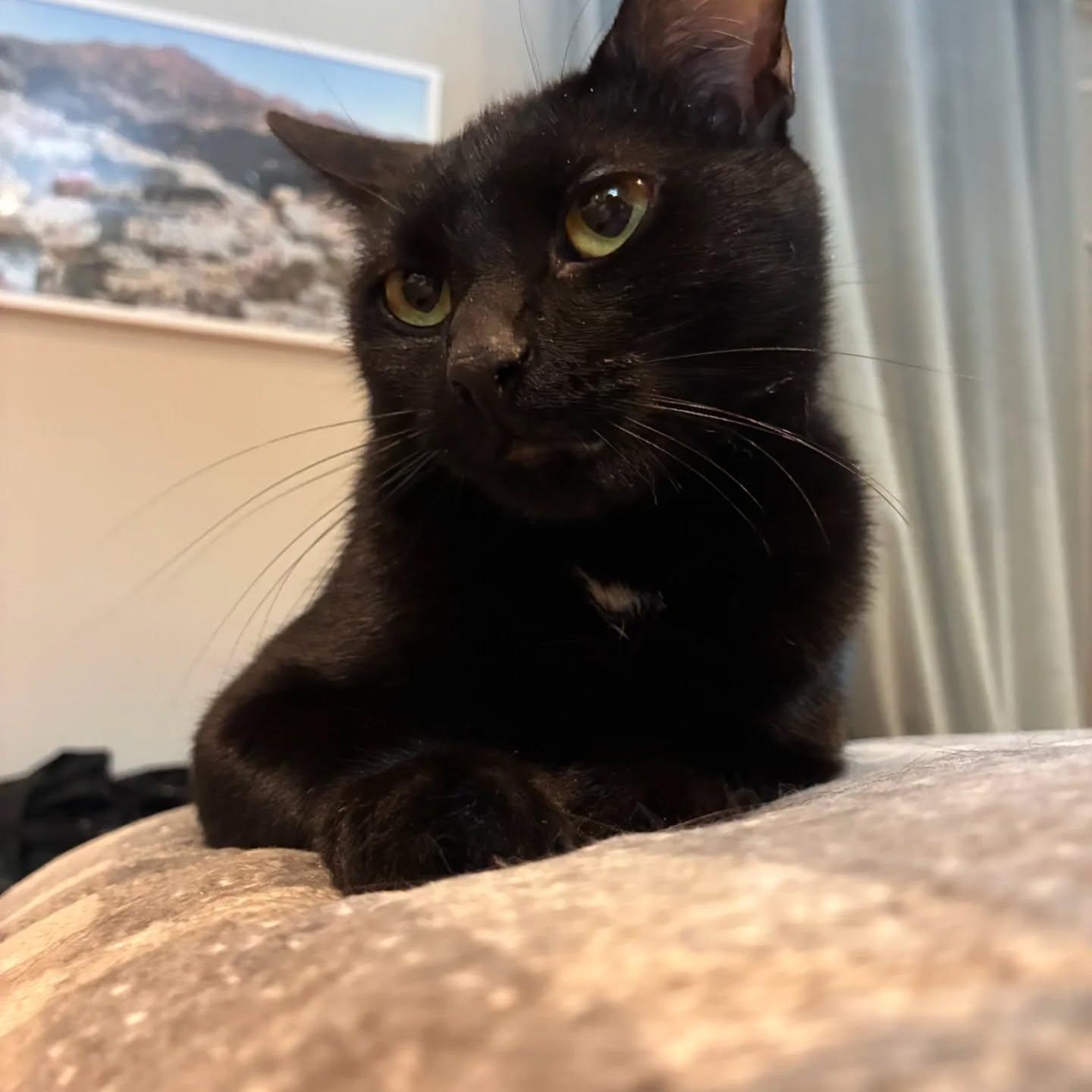 Mama Luna, Adoptable, Young Female Domestic Short Hair.