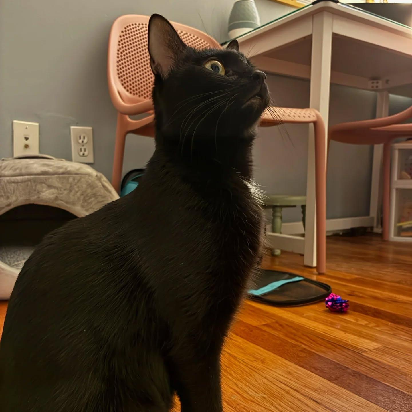 Enlarge Mama Luna, a Adoptable Domestic Short Hair in HANSON, MA image 2/2