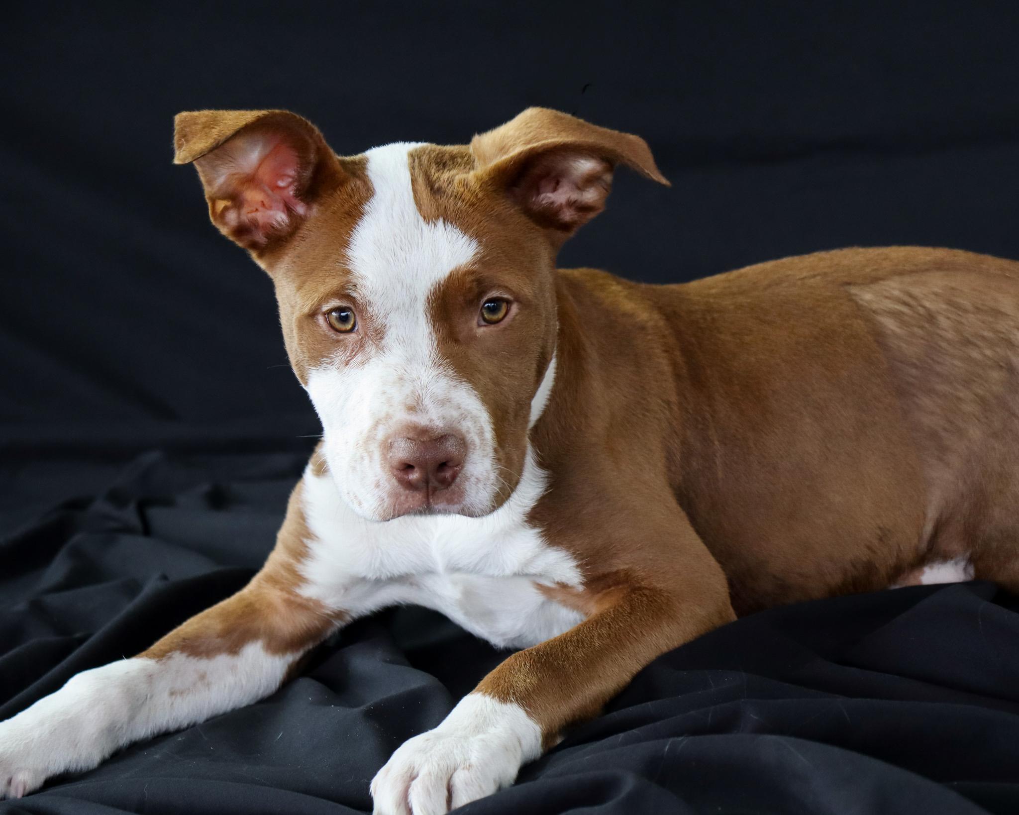 Pkahn, an adopted mixed breed in Ocean Springs, MS image 5/5