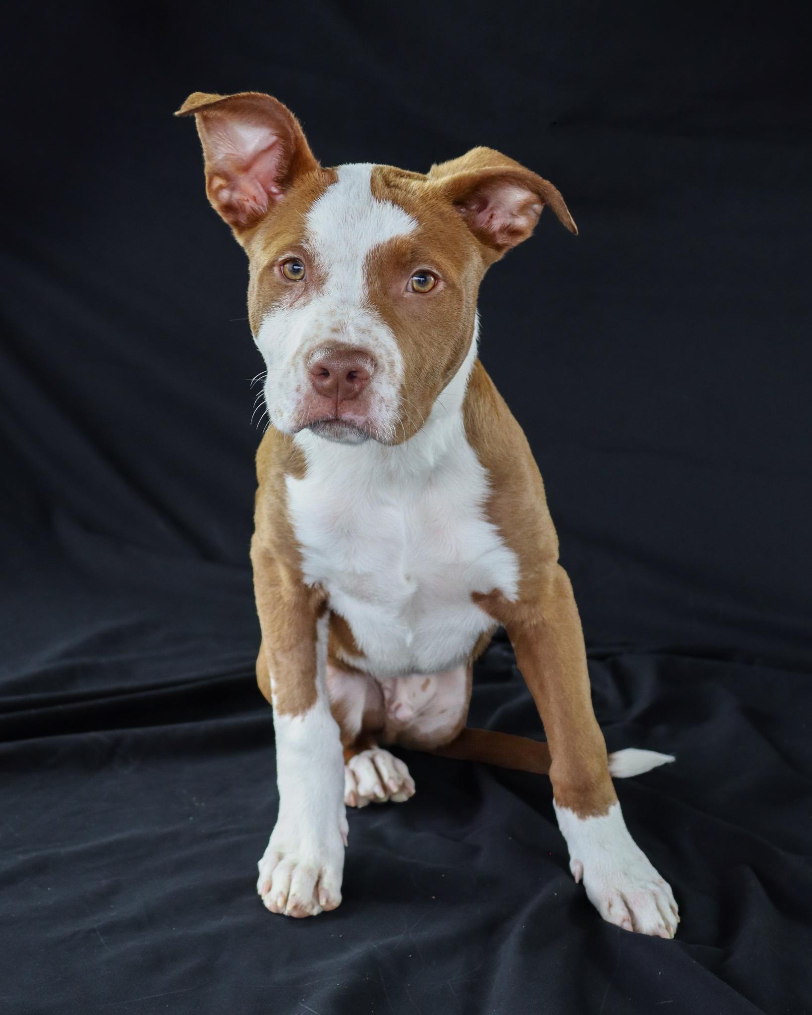 Pkahn, an adopted mixed breed in Ocean Springs, MS image 2/5