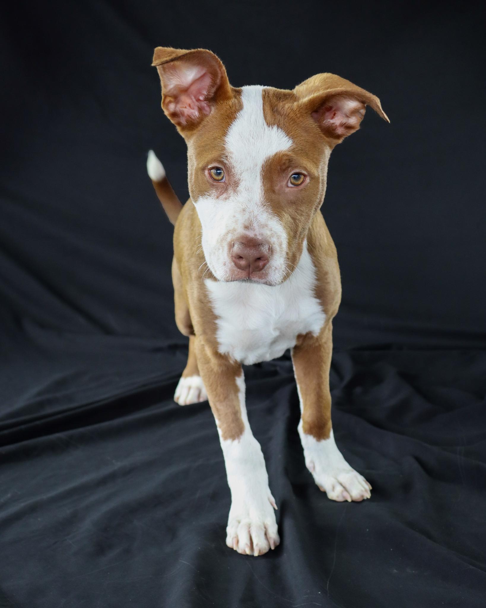 Pkahn, an adopted mixed breed in Ocean Springs, MS image 4/5