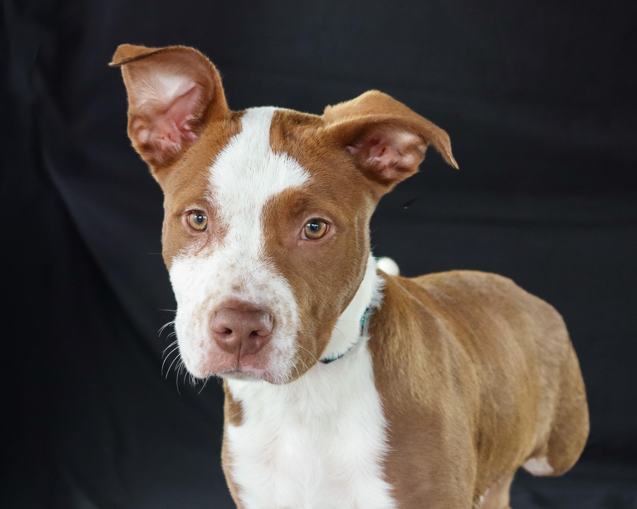 Pkahn, an adopted mixed breed in Ocean Springs, MS image 1/5