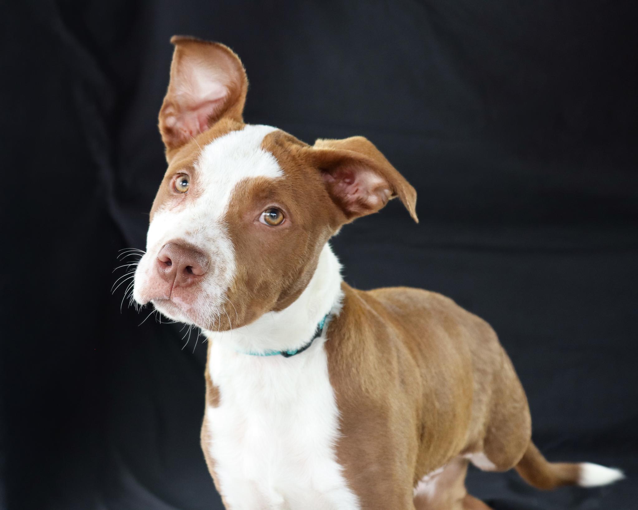 Pkahn, an adopted mixed breed in Ocean Springs, MS image 3/5