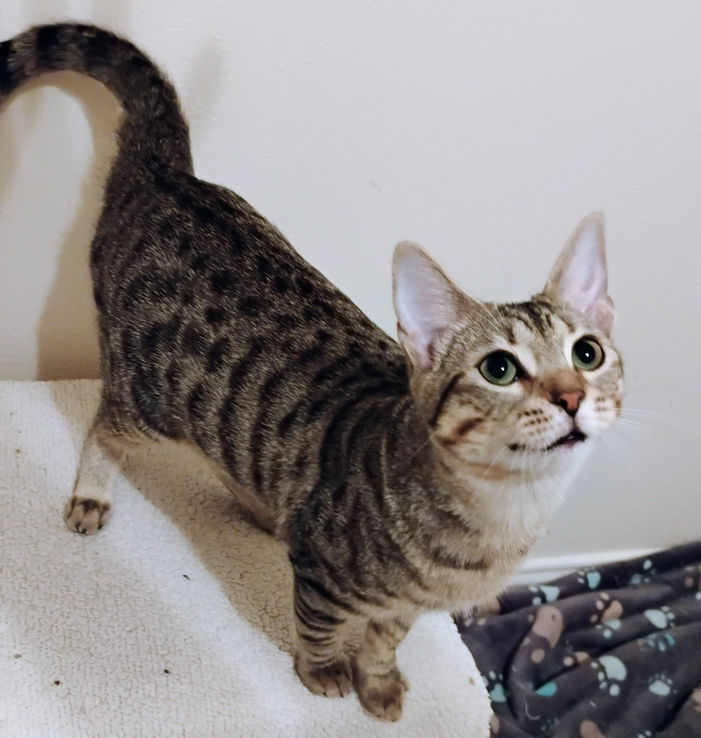 Baker #expert-biscuit-maker