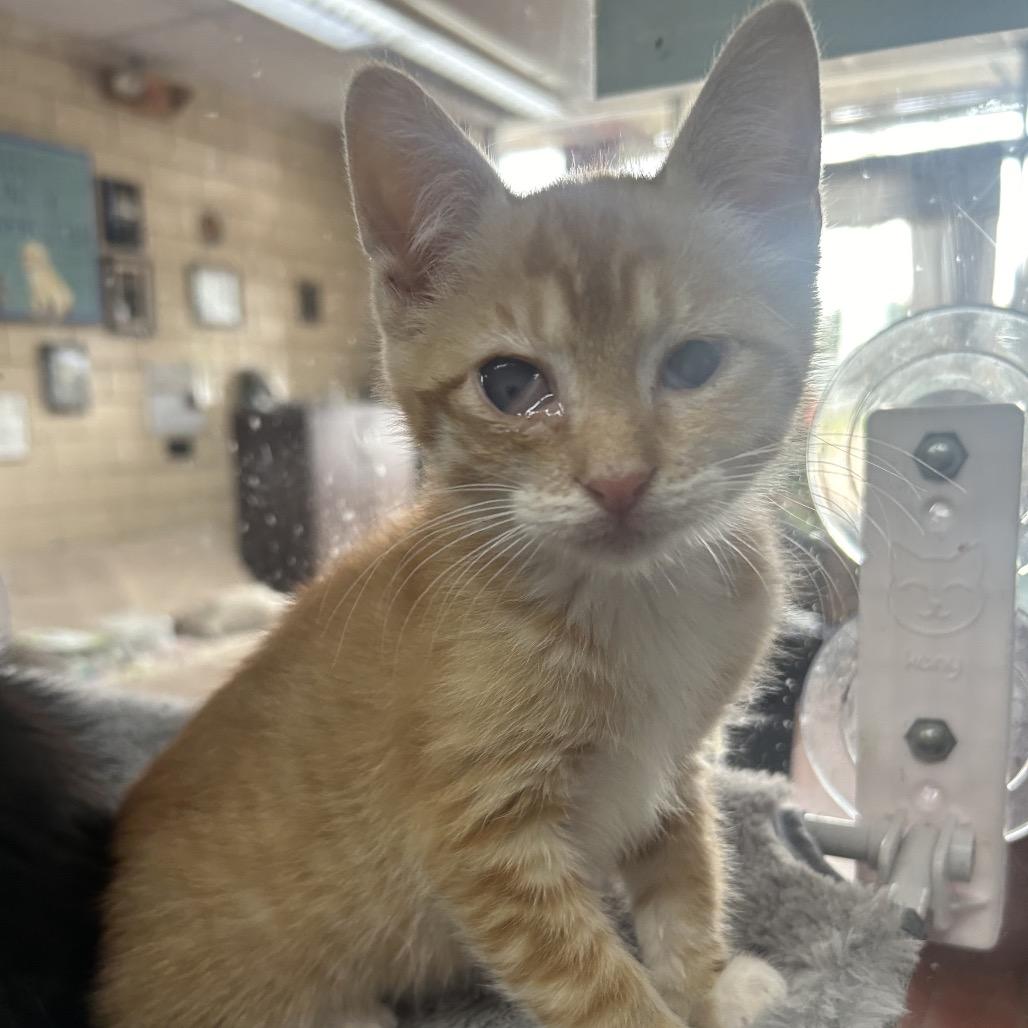 Beast, Adoptable, Kitten Male Domestic Short Hair.