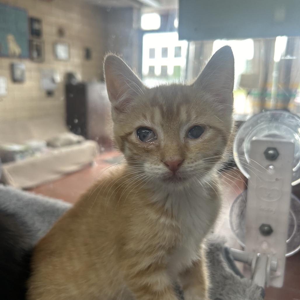 Beast, a Adoptable Domestic Short Hair in West Point, MS image 2/2