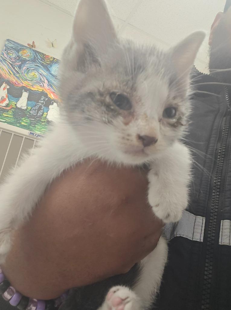 Paneer, Adoptable, Kitten Male Domestic Medium Hair.