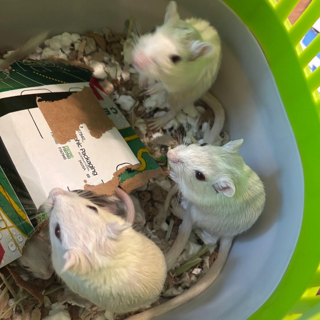 Maren with Tessa and Indigo-In foster, Adoptable, Young Female Gerbil.
