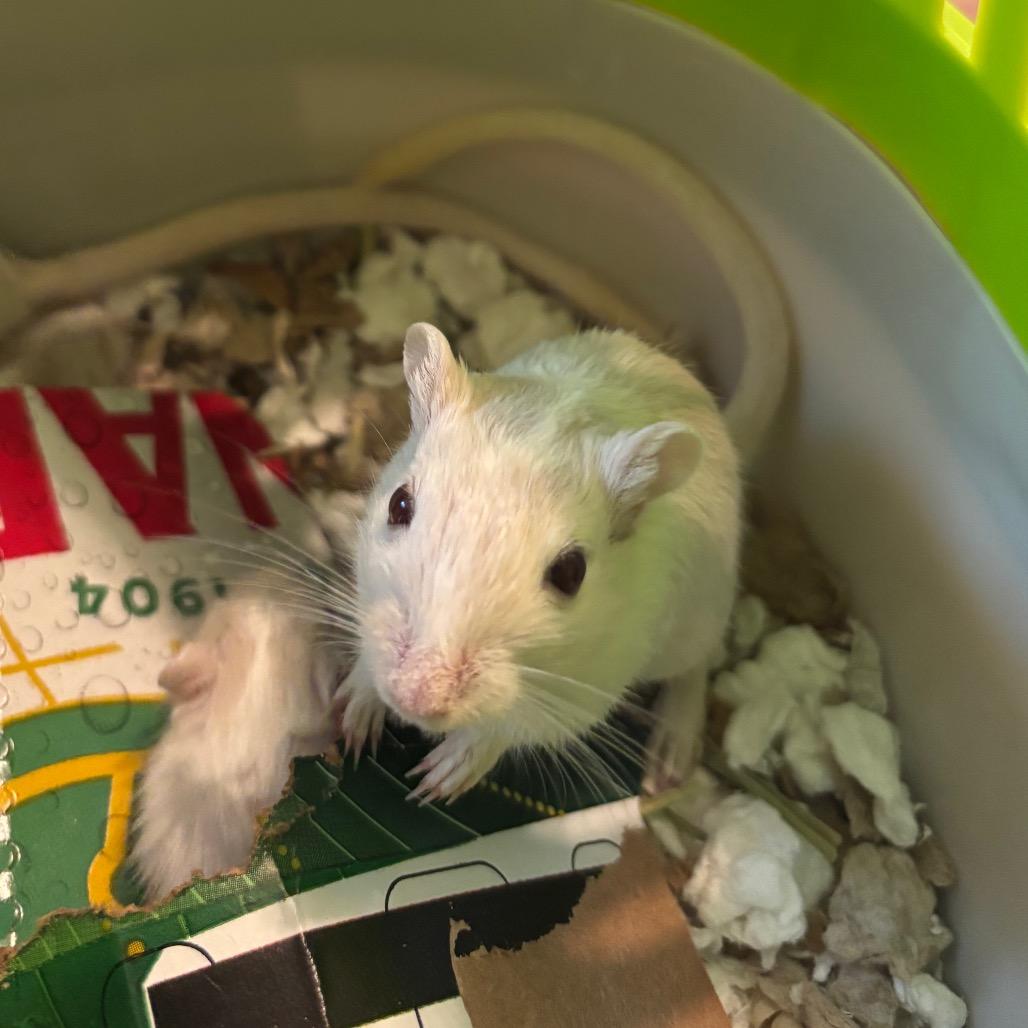 Enlarge Maren with Tessa and Indigo-In foster, a Adoptable Gerbil in Springfield, MA image 2/3