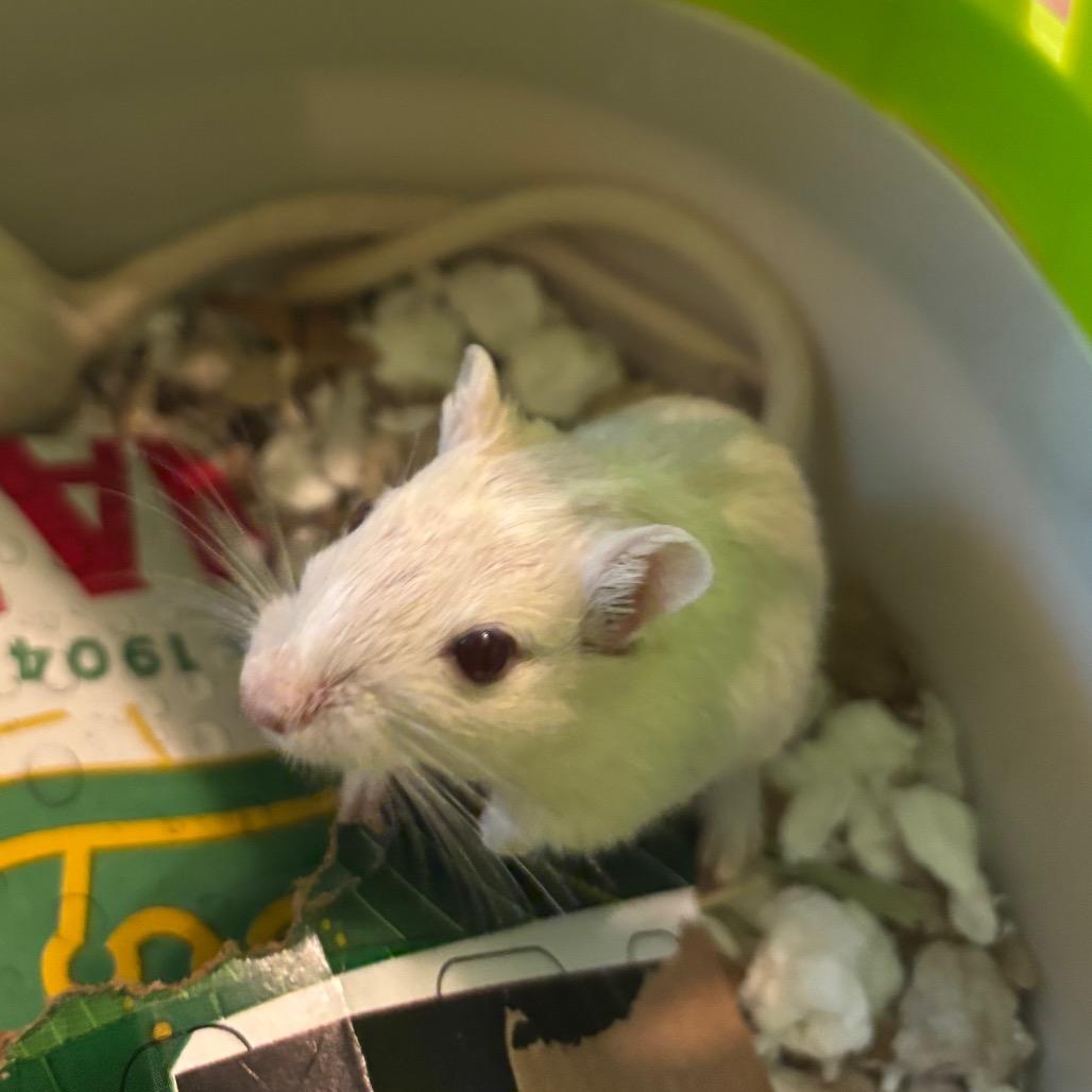 Enlarge Maren with Tessa and Indigo-In foster, a Adoptable Gerbil in Springfield, MA image 3/3