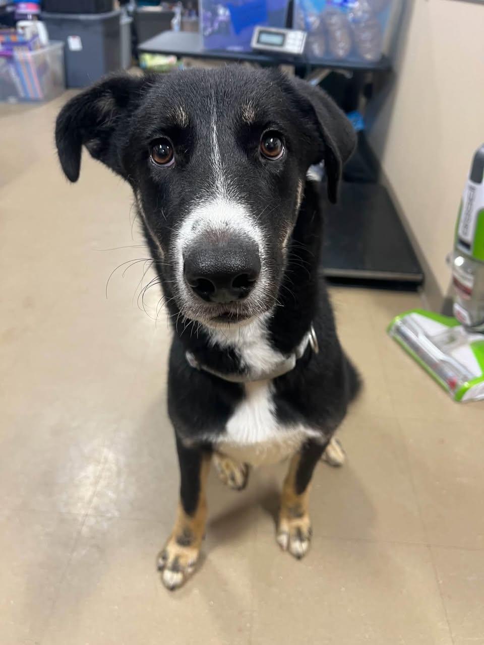 Enlarge Otis, a Adopted Mixed Breed in Davenport, IA image 2/2