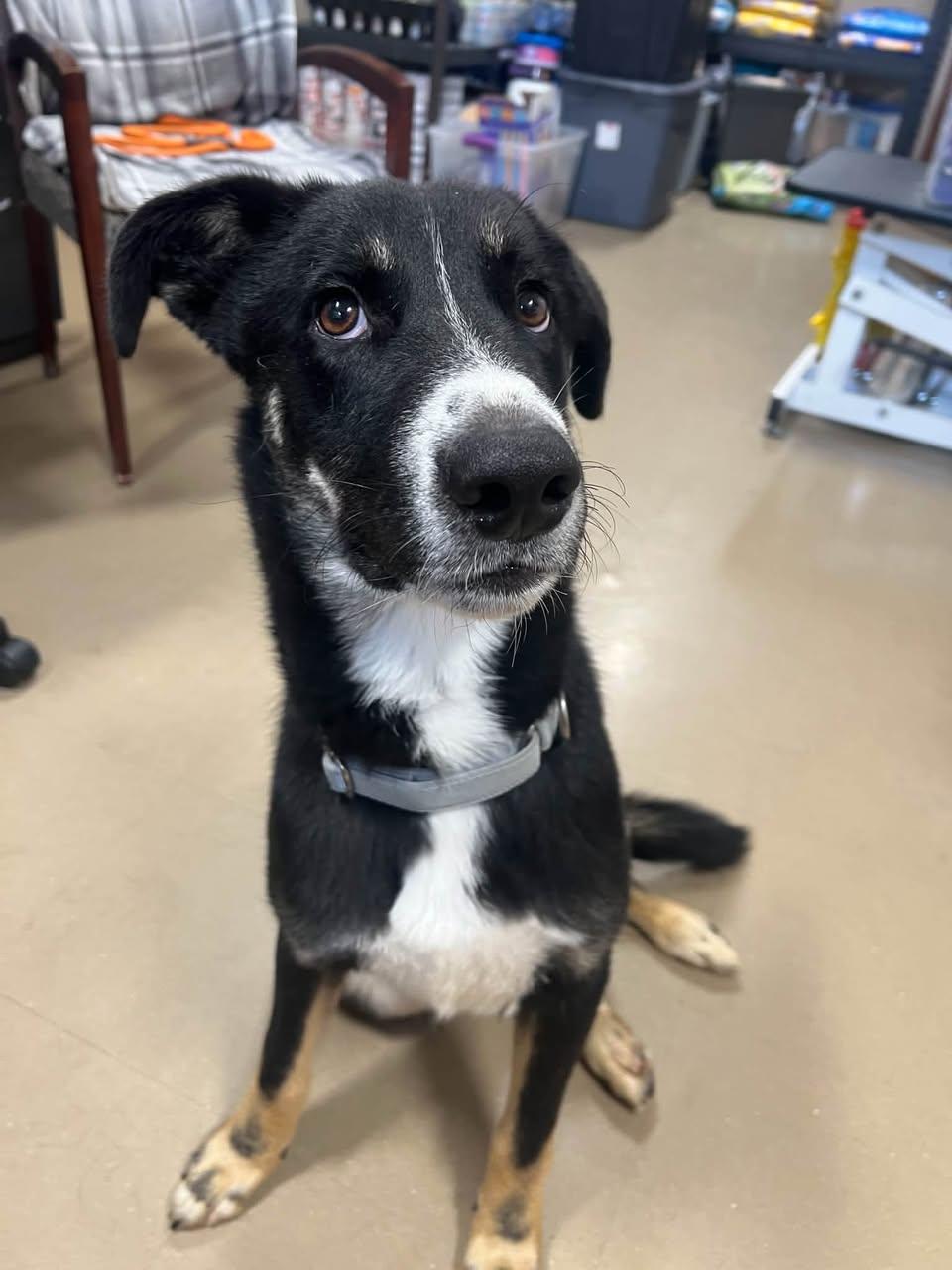 Otis, Adopted, Adult Male Mixed Breed.