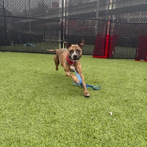 Bonnie, Adoptable, Adult Female Mixed Breed.