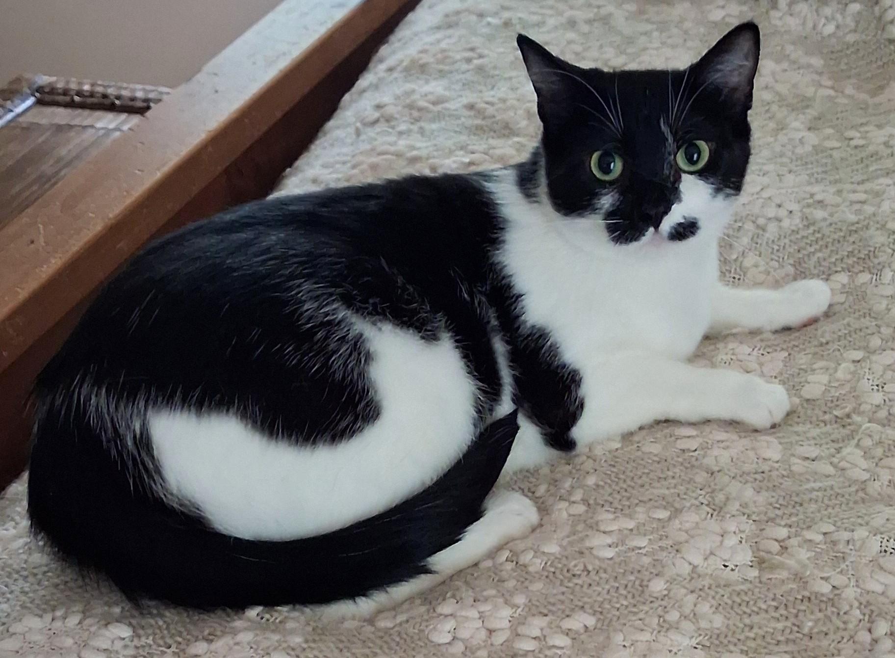 Enlarge Poppy, an adoptable mixed breed in Bow, WA image 2/6