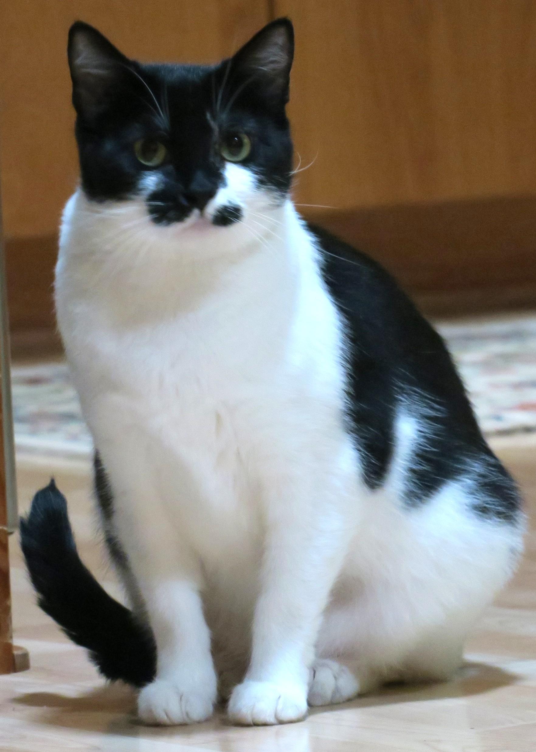 Enlarge Poppy, an adoptable mixed breed in Bow, WA image 1/6