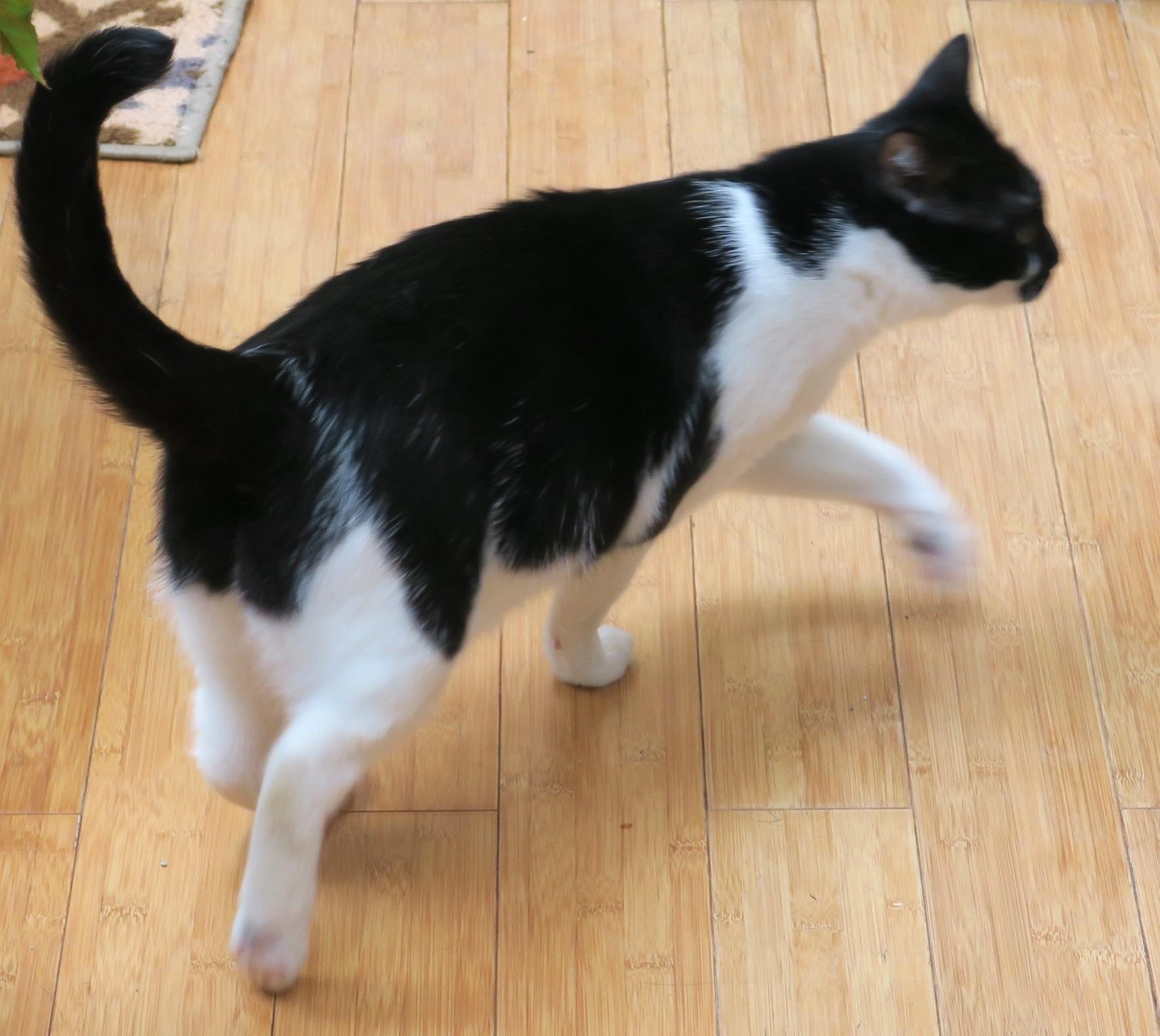 Enlarge Poppy, an adoptable mixed breed in Bow, WA image 6/6
