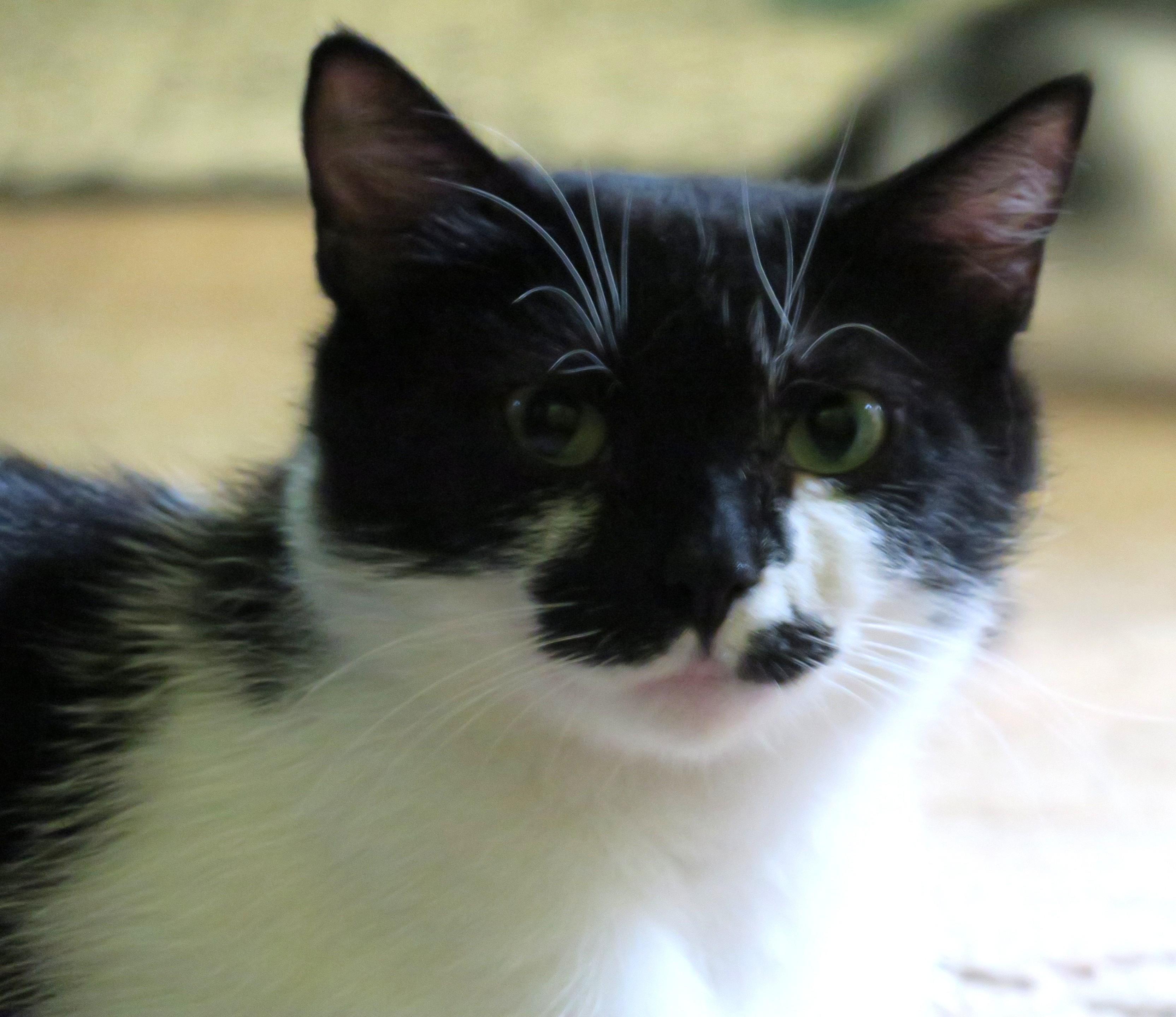 Poppy, an adoptable mixed breed in Bow, WA image 2/6