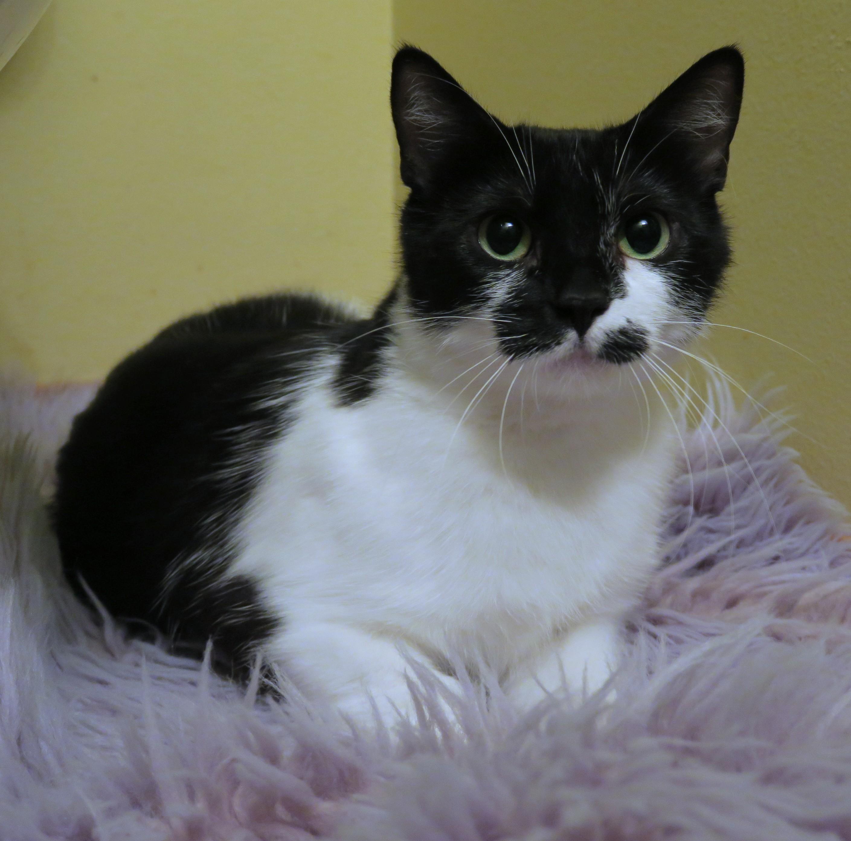 Poppy, an adoptable mixed breed in Bow, WA image 1/6