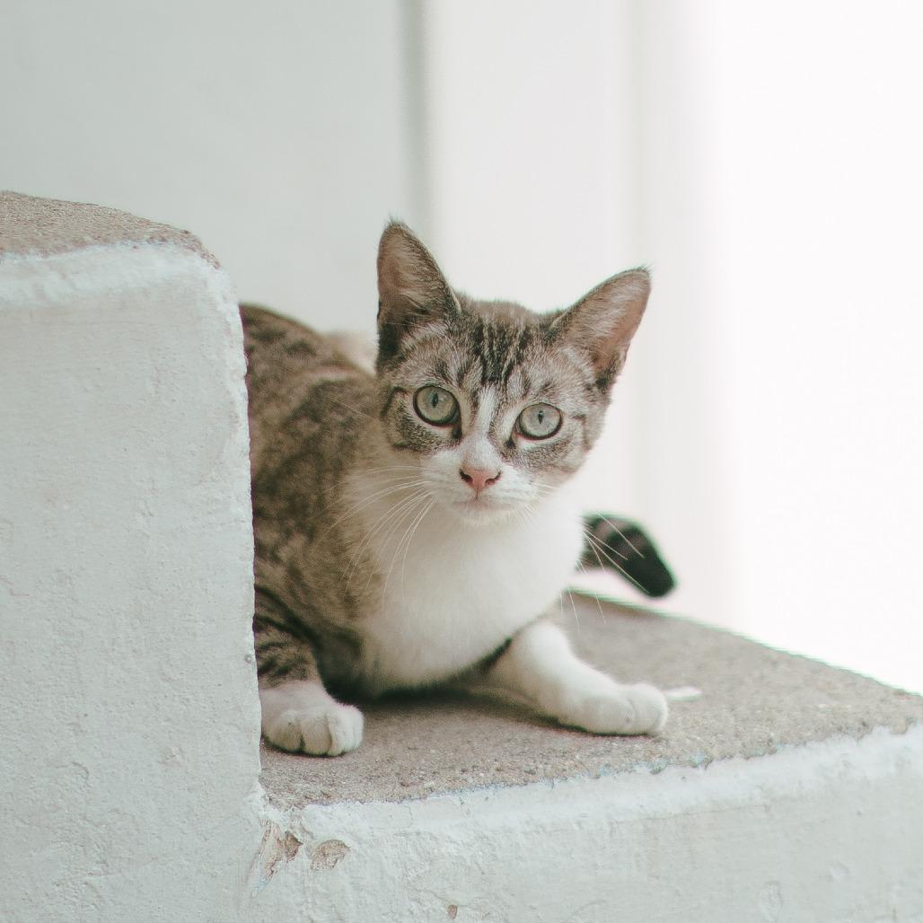 Enlarge Cleo, a Adoptable Siamese in Long Beach, CA image 1/6