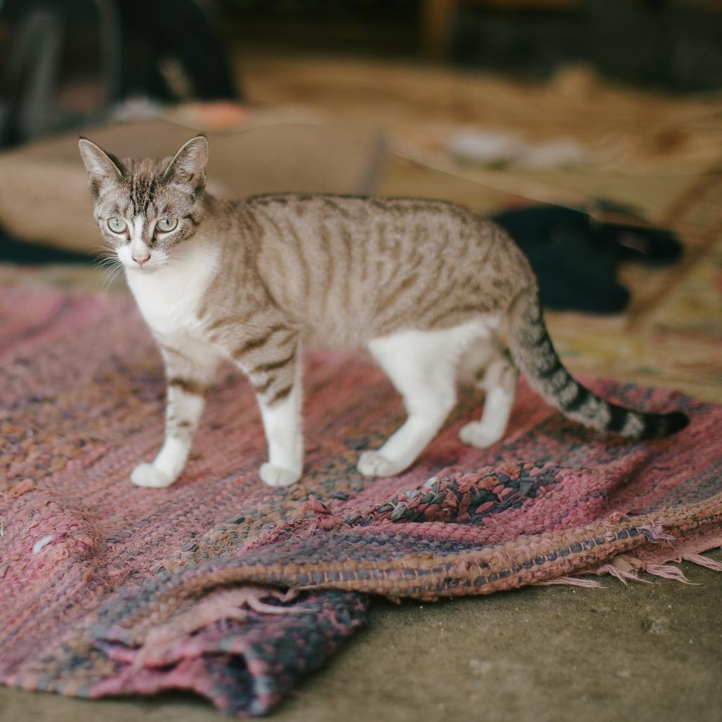 Enlarge Cleo, a Adoptable Siamese in Long Beach, CA image 2/6