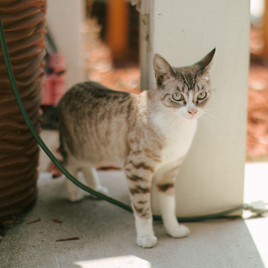 Cleo — thumbnail 3