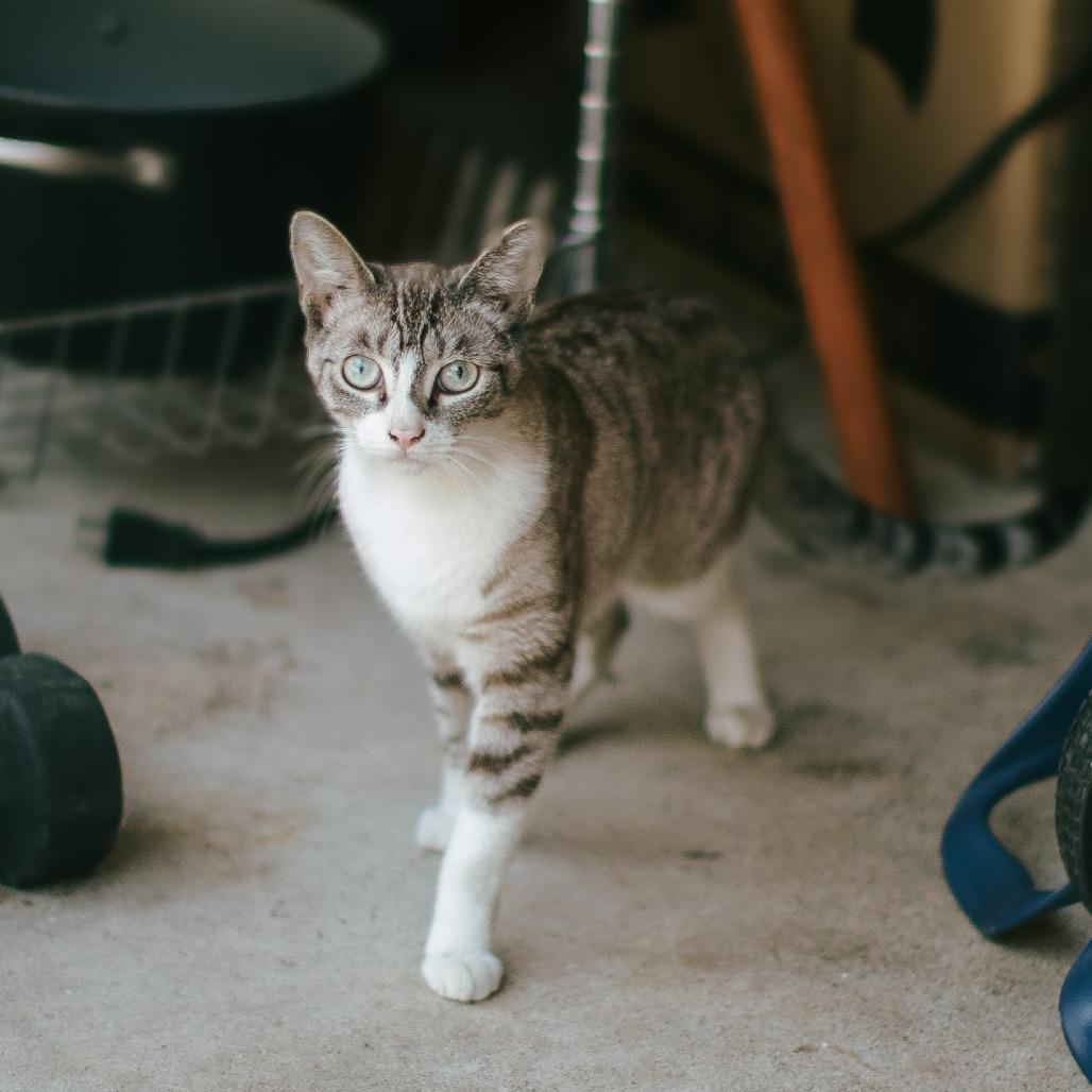 Cleo — thumbnail 4