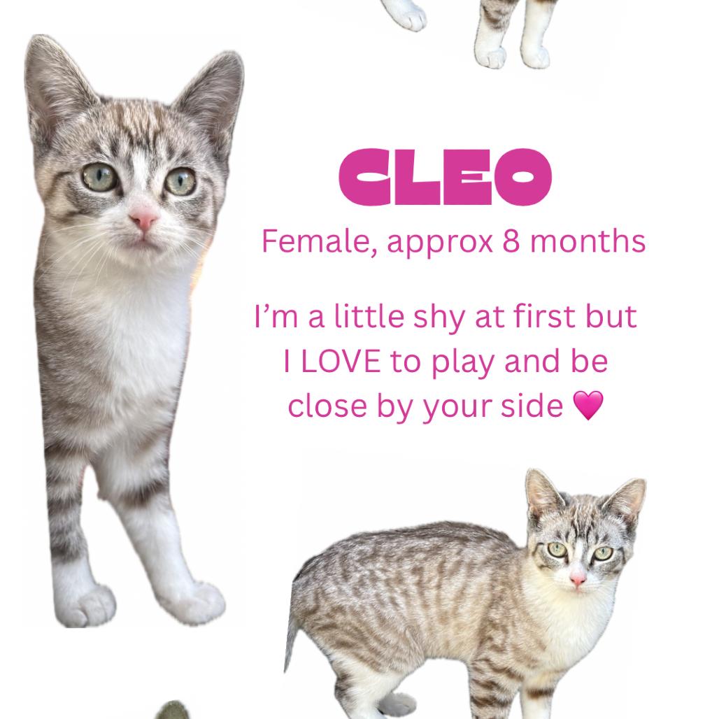 Cleo — thumbnail 5