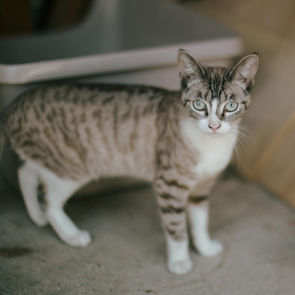 Enlarge Cleo, a Adoptable Siamese in Long Beach, CA image 6/6