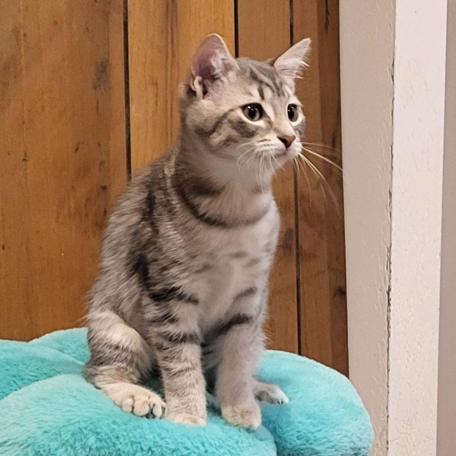 Sveta, an adopted Domestic Short Hair in Lake Orion, MI image 3/4