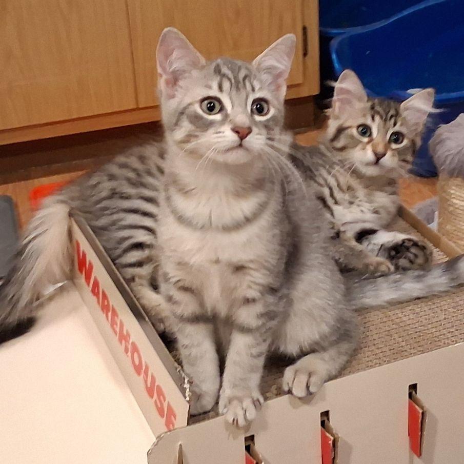 Sveta, an adopted Domestic Short Hair in Lake Orion, MI image 4/4