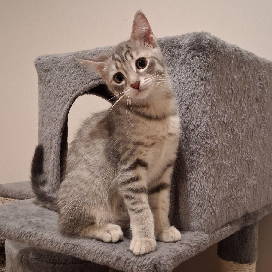 Sveta, an adopted Domestic Short Hair in Lake Orion, MI image 1/4