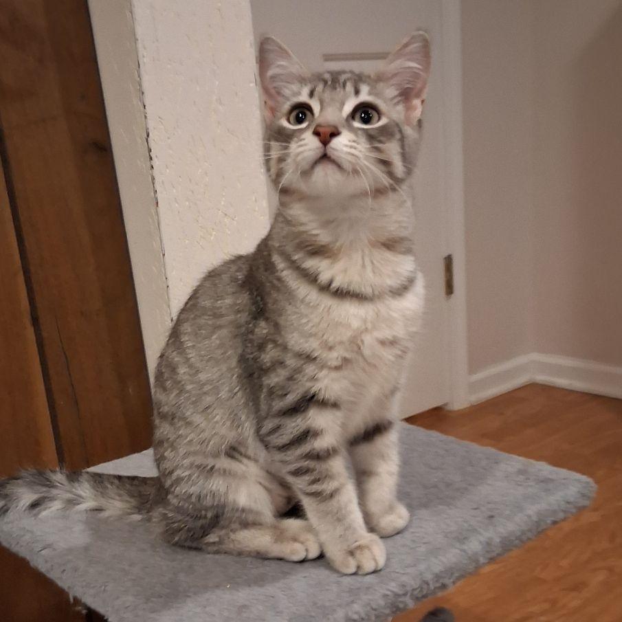 Sveta, an adopted Domestic Short Hair in Lake Orion, MI image 2/4