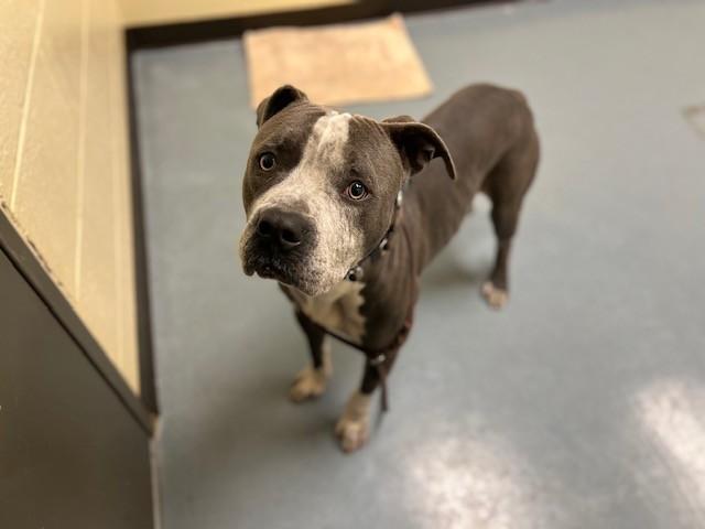 Enlarge BANDITO, a Adoptable Pit Bull Terrier in Denver, CO image 1/1