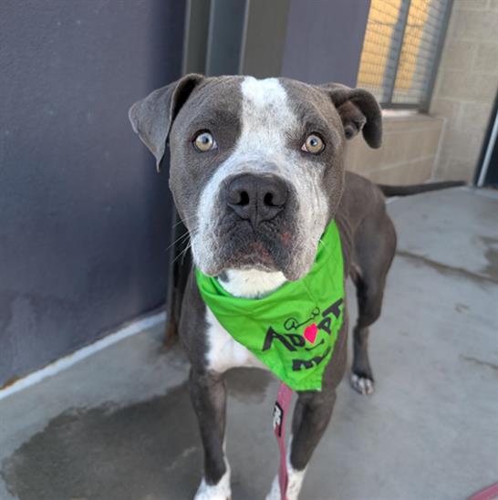 BANDITO, Adoptable, Young Male Pit Bull Terrier.