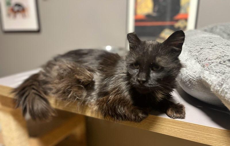 Zahra, an adoptable Domestic Medium Hair in Yakima, WA, 98908 | Photo Image 2